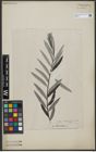 Foto von Salix viminalis L.